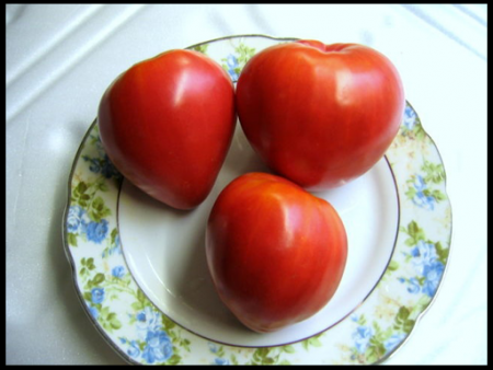 tomat-mazarini-otzyvy-kto-sazhal