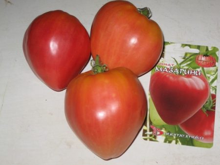 tomat-mazarini-foto-kto-sazhal