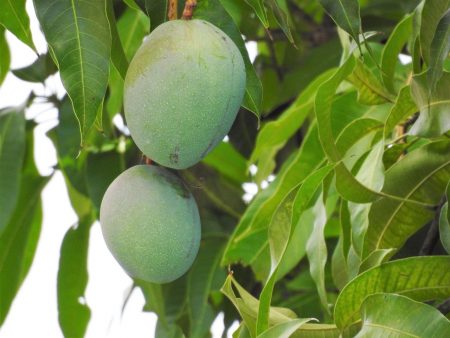 Как вырастить манго из косточки дома